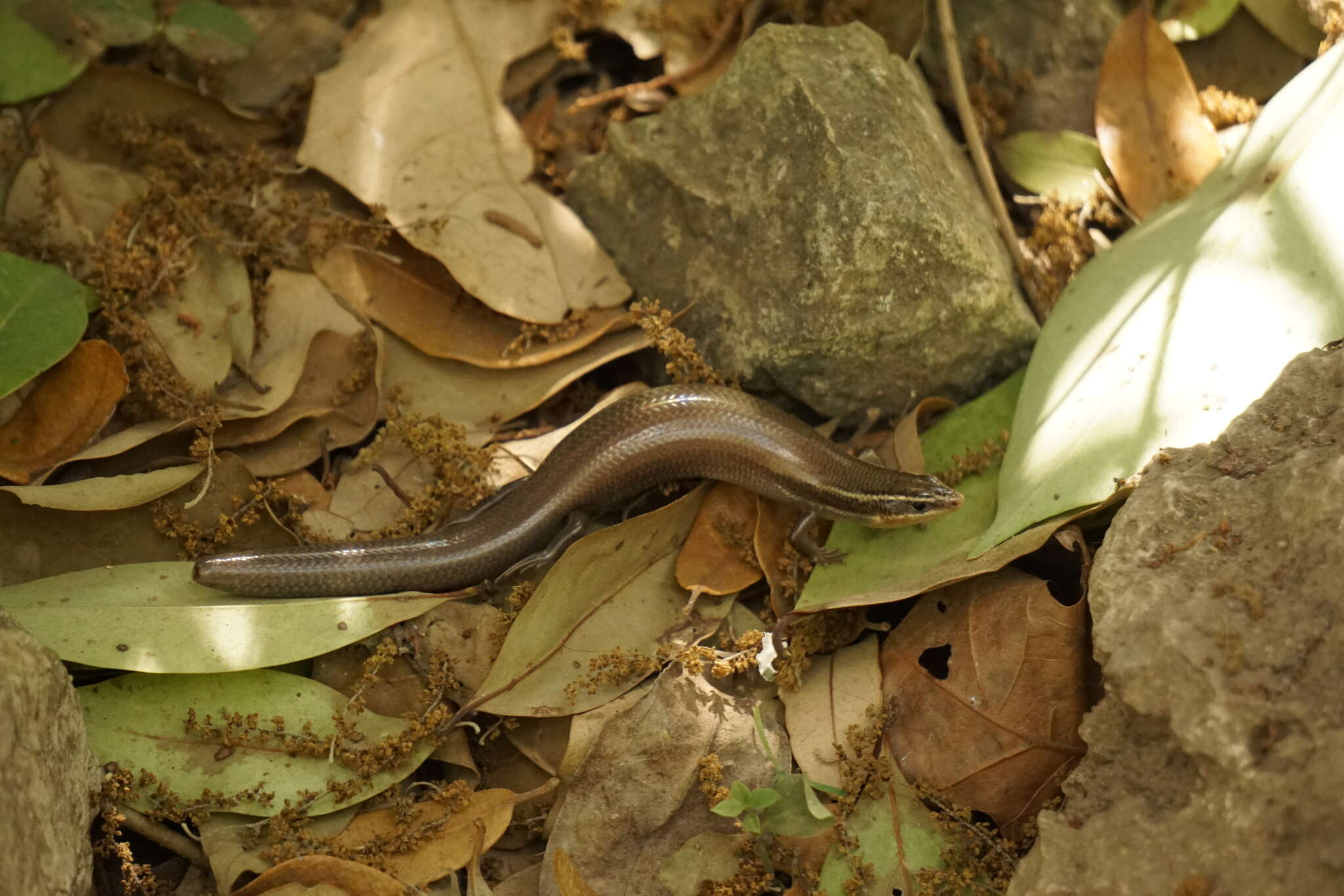 صورة Plestiodon tetragrammus brevilineatus (Cope 1880)