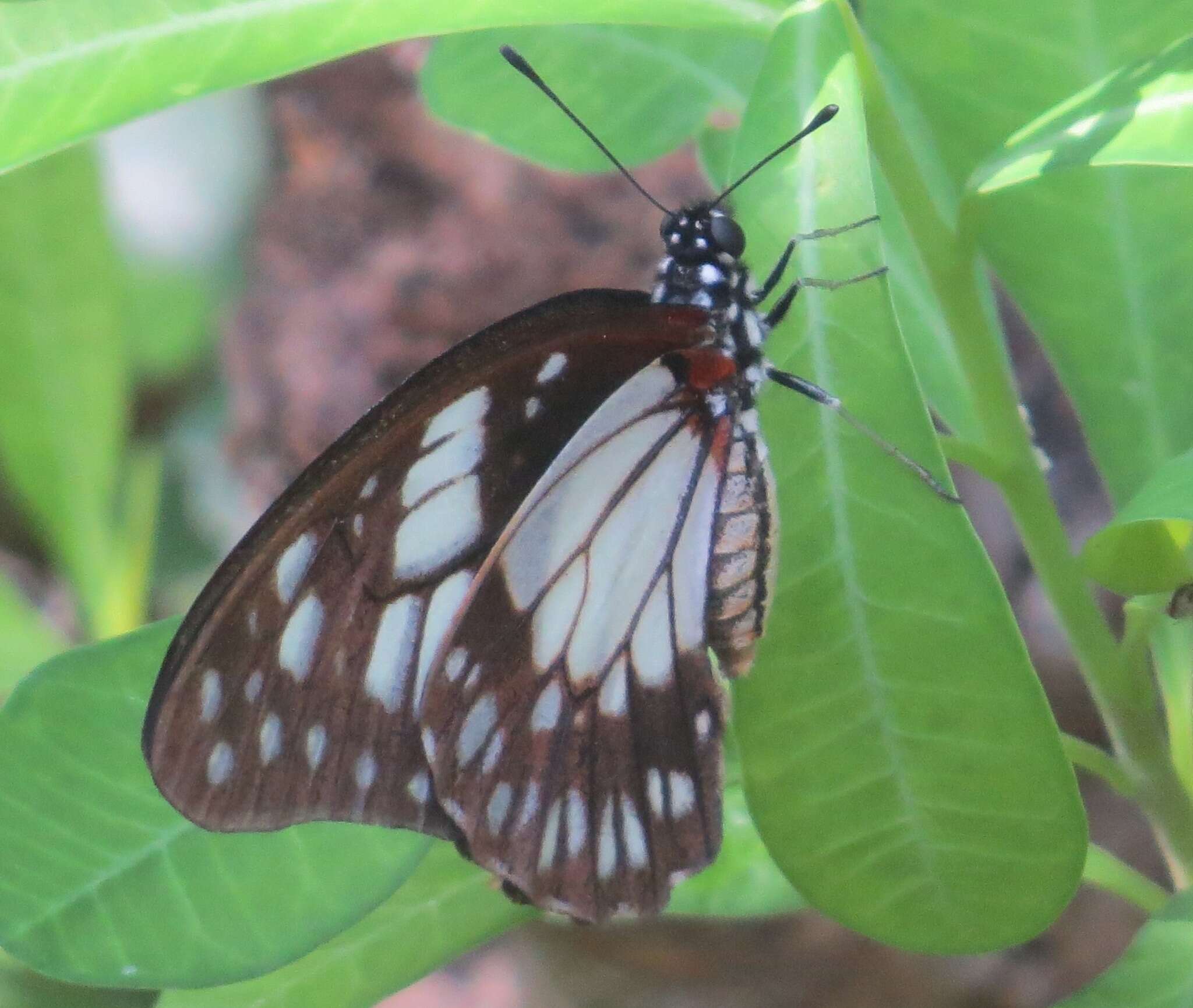 Image of Graphium philonoe (Ward 1873)