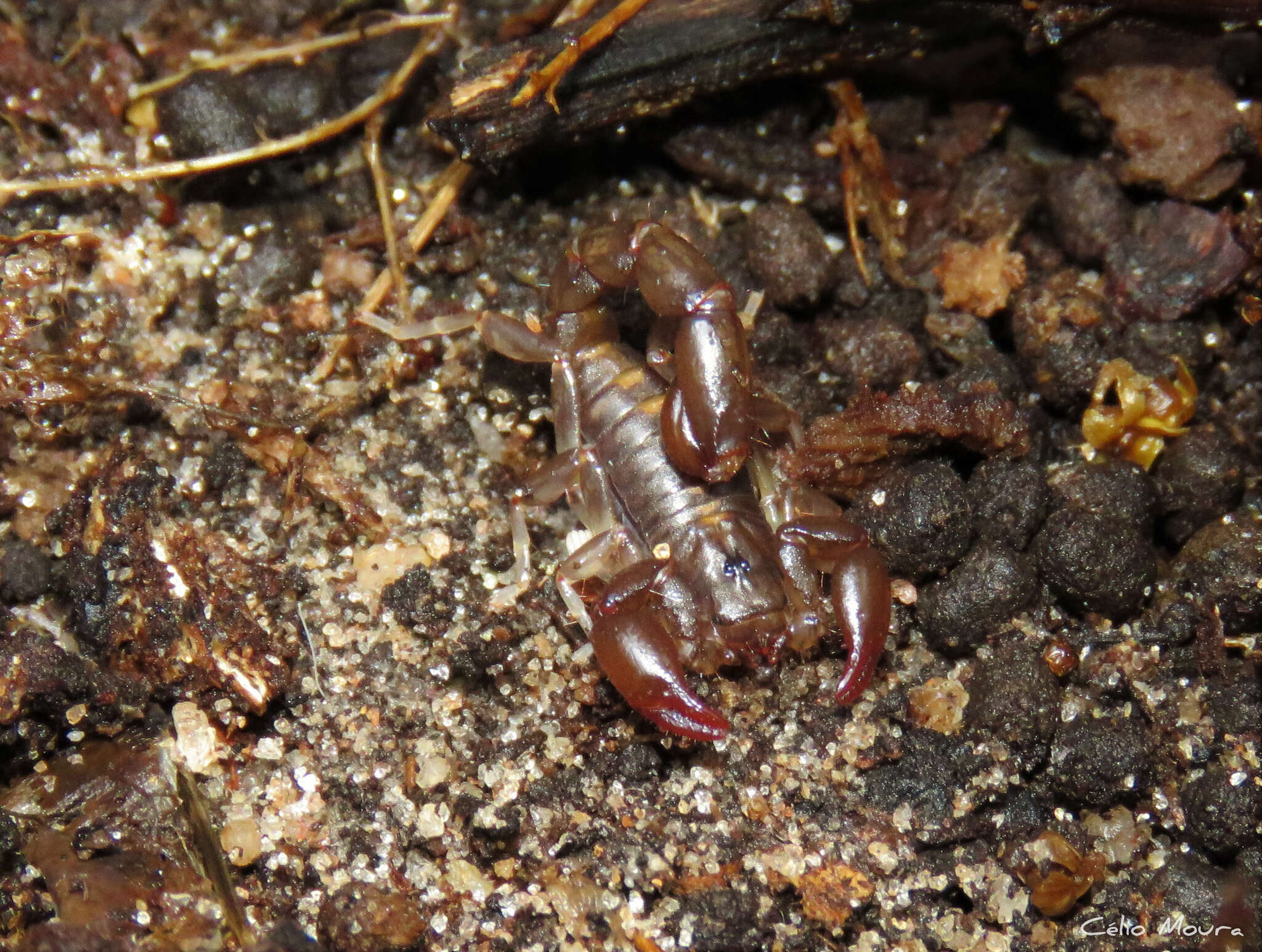 Image of Bothriurus asper Pocock 1893