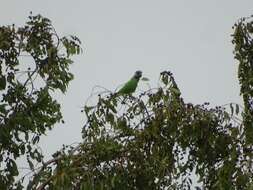 Image of Senegal Parrot