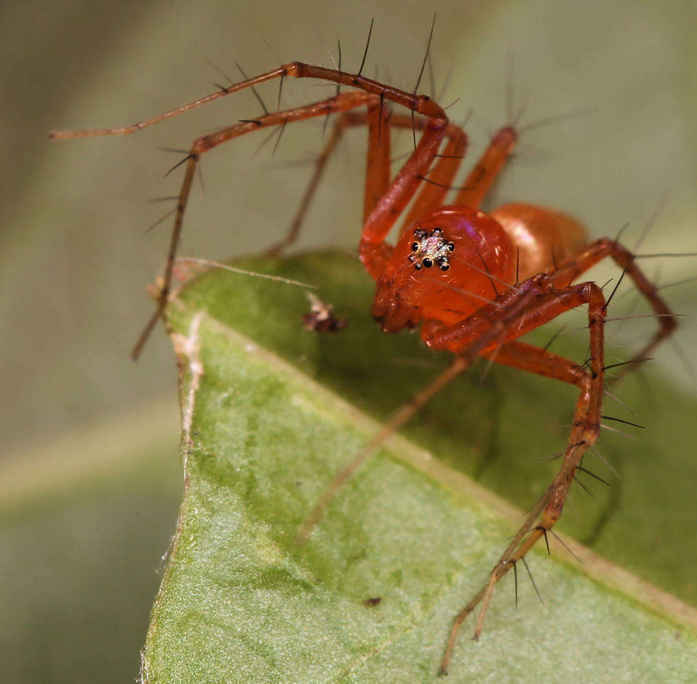 Image of Oxyopes vogelsangeri Lessert 1946