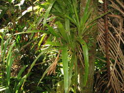 Guzmania nicaraguensis Mez & C. F. Baker的圖片