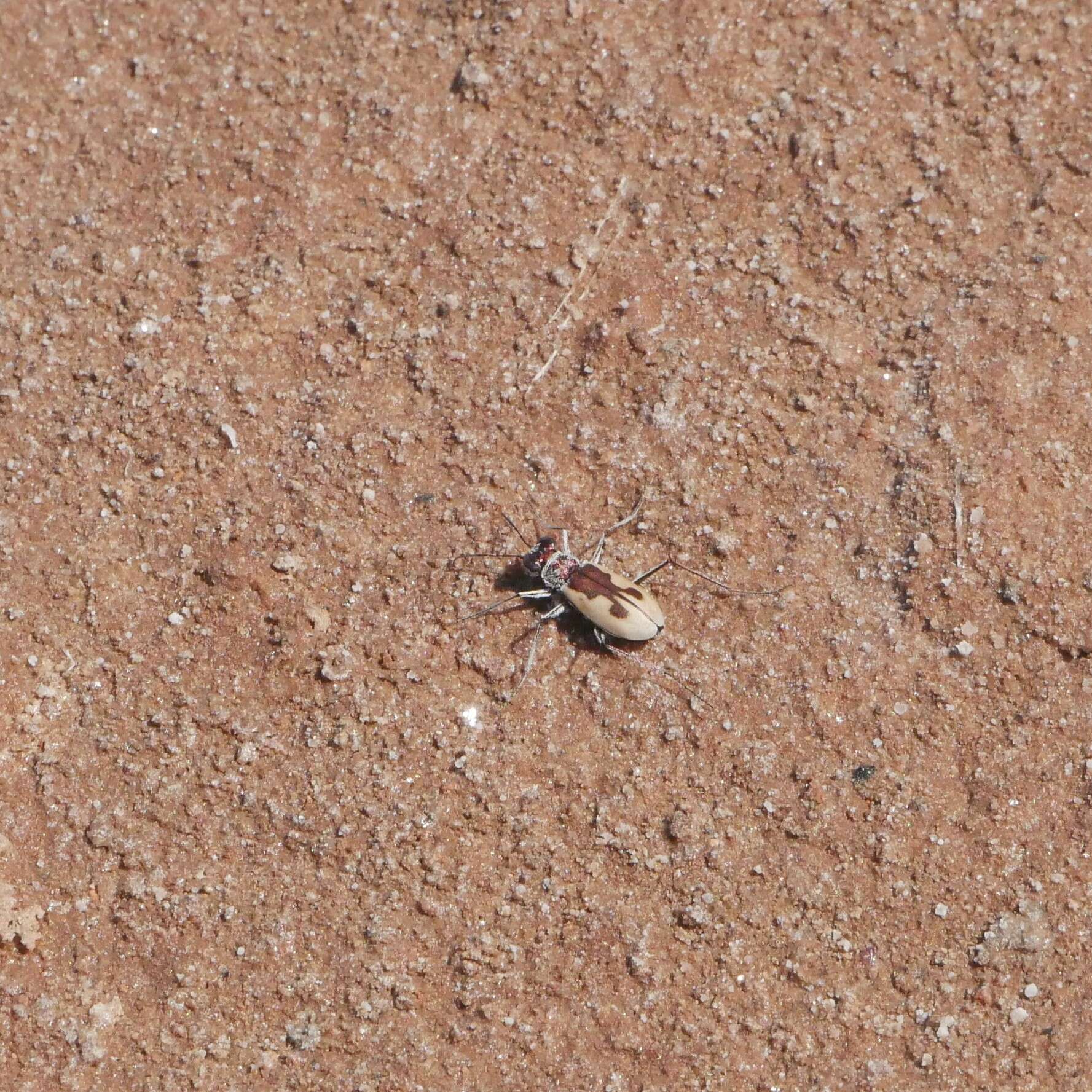 Image of Rivacindela