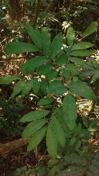 Image of dimocarpus