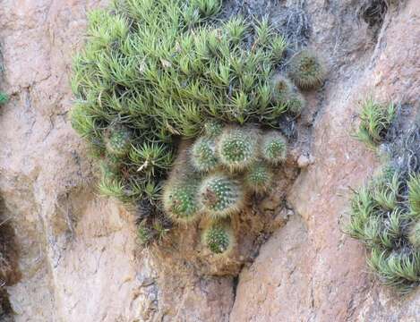 Image of Parodia penicillata Fechser & Steeg