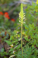 Imagem de Pedicularis bracteosa var. flavida (Pennell) Cronq.