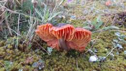 Image of Hygrocybe conicoides (P. D. Orton) P. D. Orton & Watling 1969