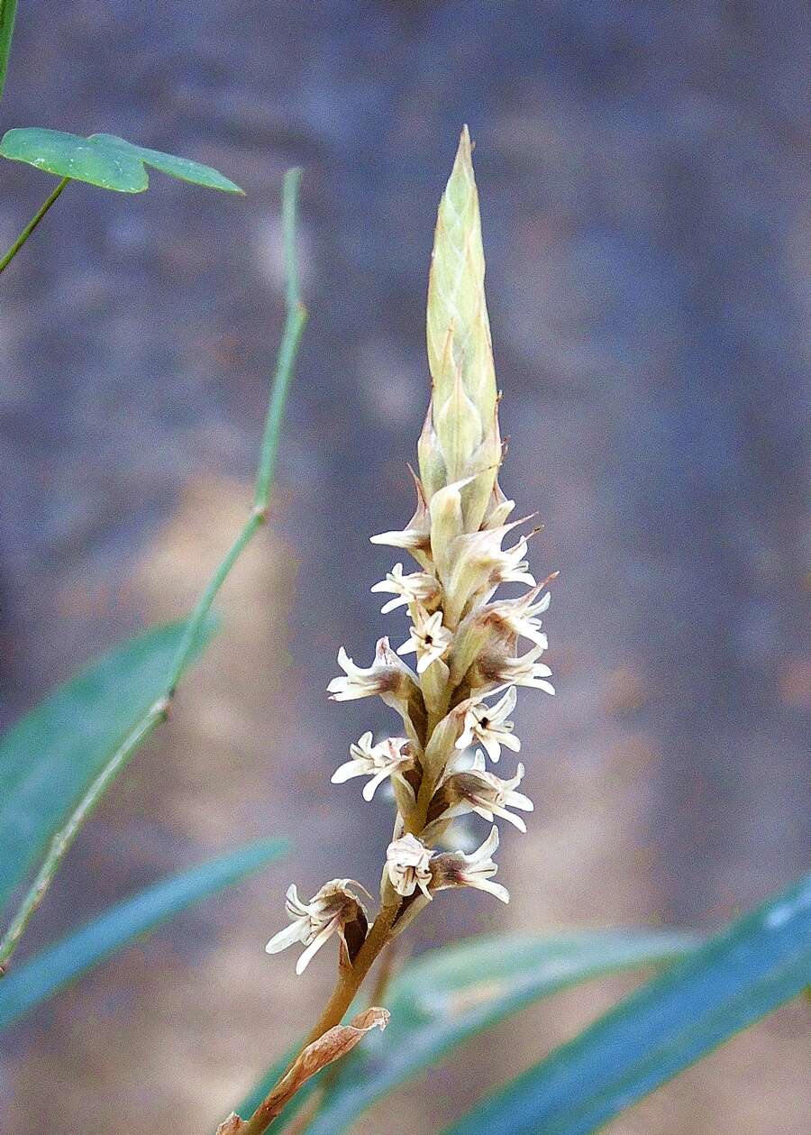 Слика од Aulosepalum pyramidale (Lindl.) M. A. Dix & M. W. Dix