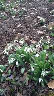 Image of Galanthus plicatus M. Bieb.