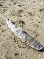 Image of Leopard Shark