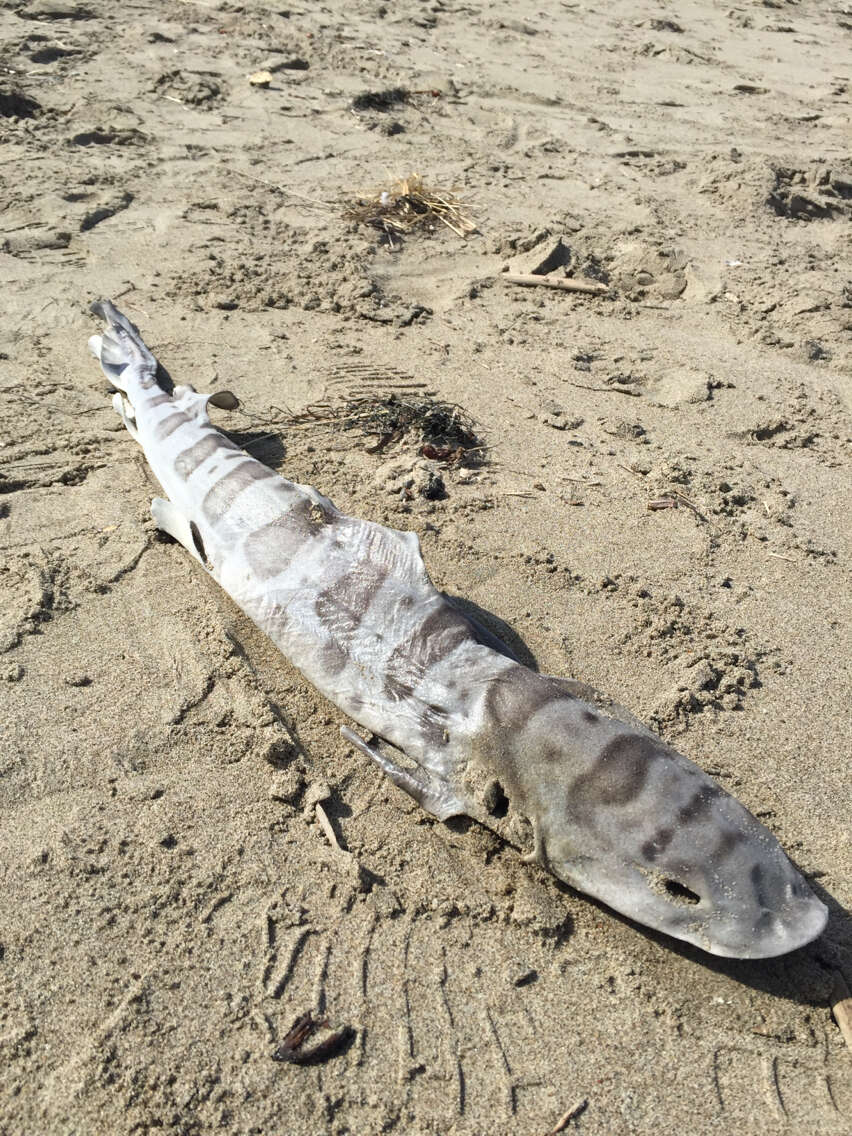 Image of Leopard Shark