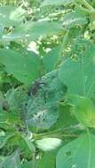 Image of Florida leaf-footed bug