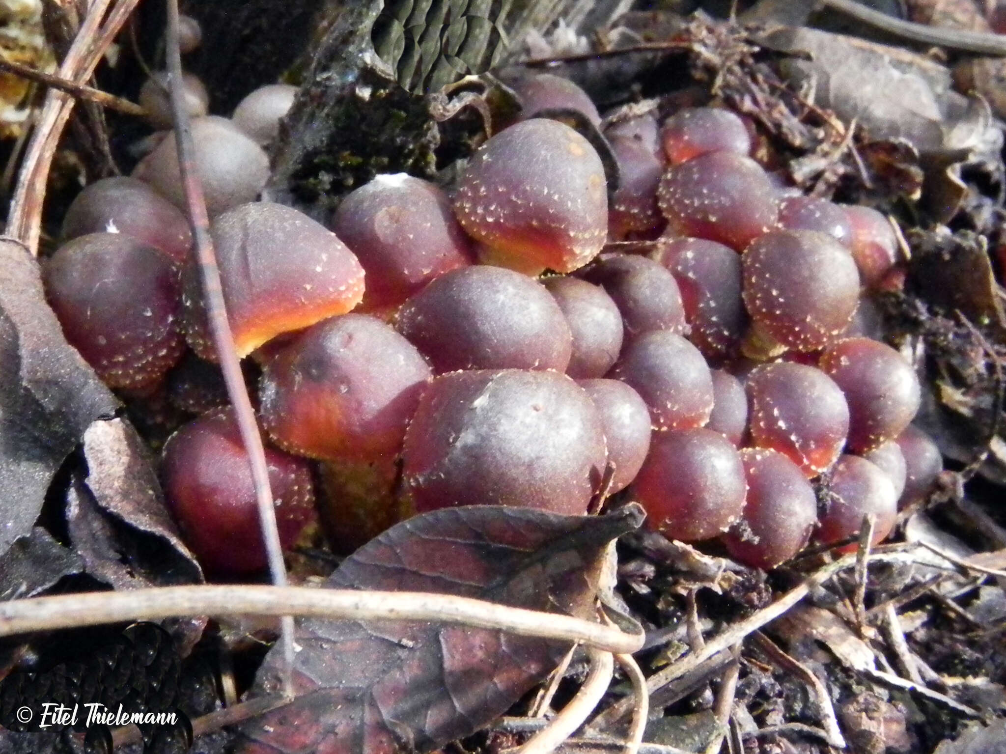 Image of Hypholoma frowardii (Speg.) Garrido 1985