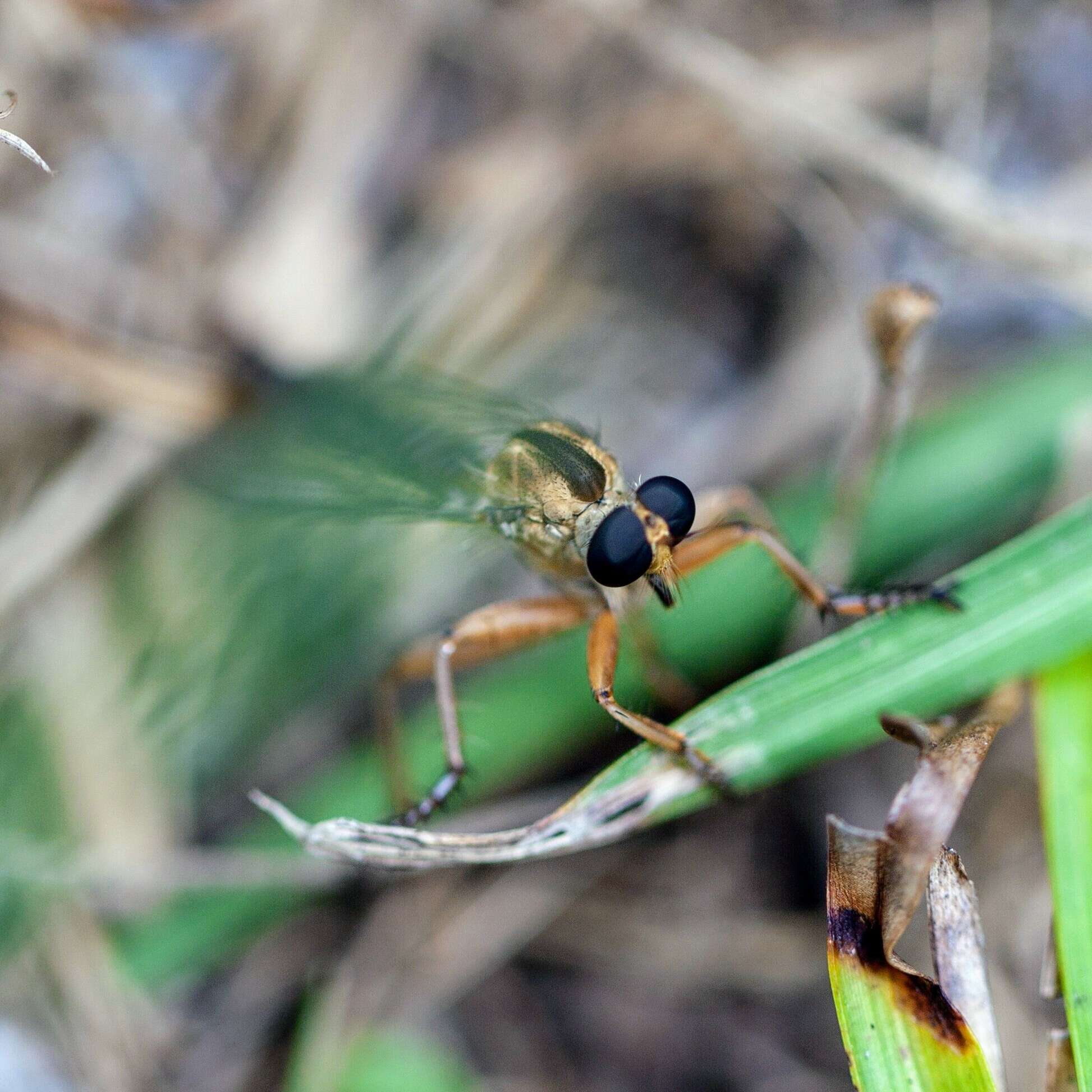 Image of Polacantha