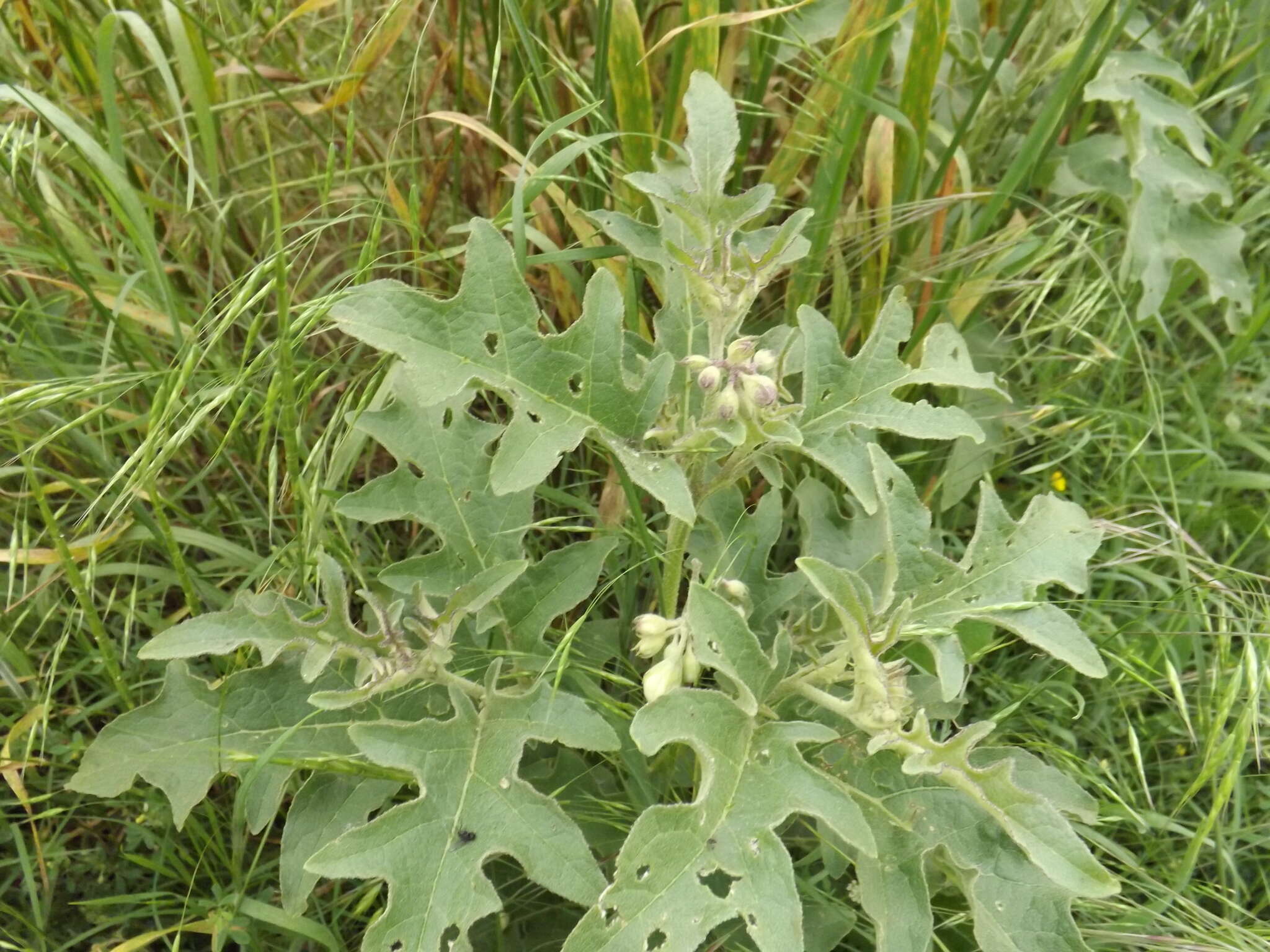 Imagem de Solanum dimidiatum Rafin.