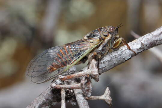 Image of blood redtail cicada