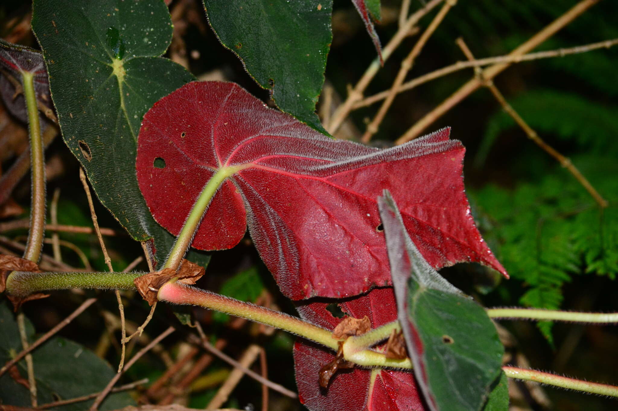 Image of Begonia scharffii Hook. fil.