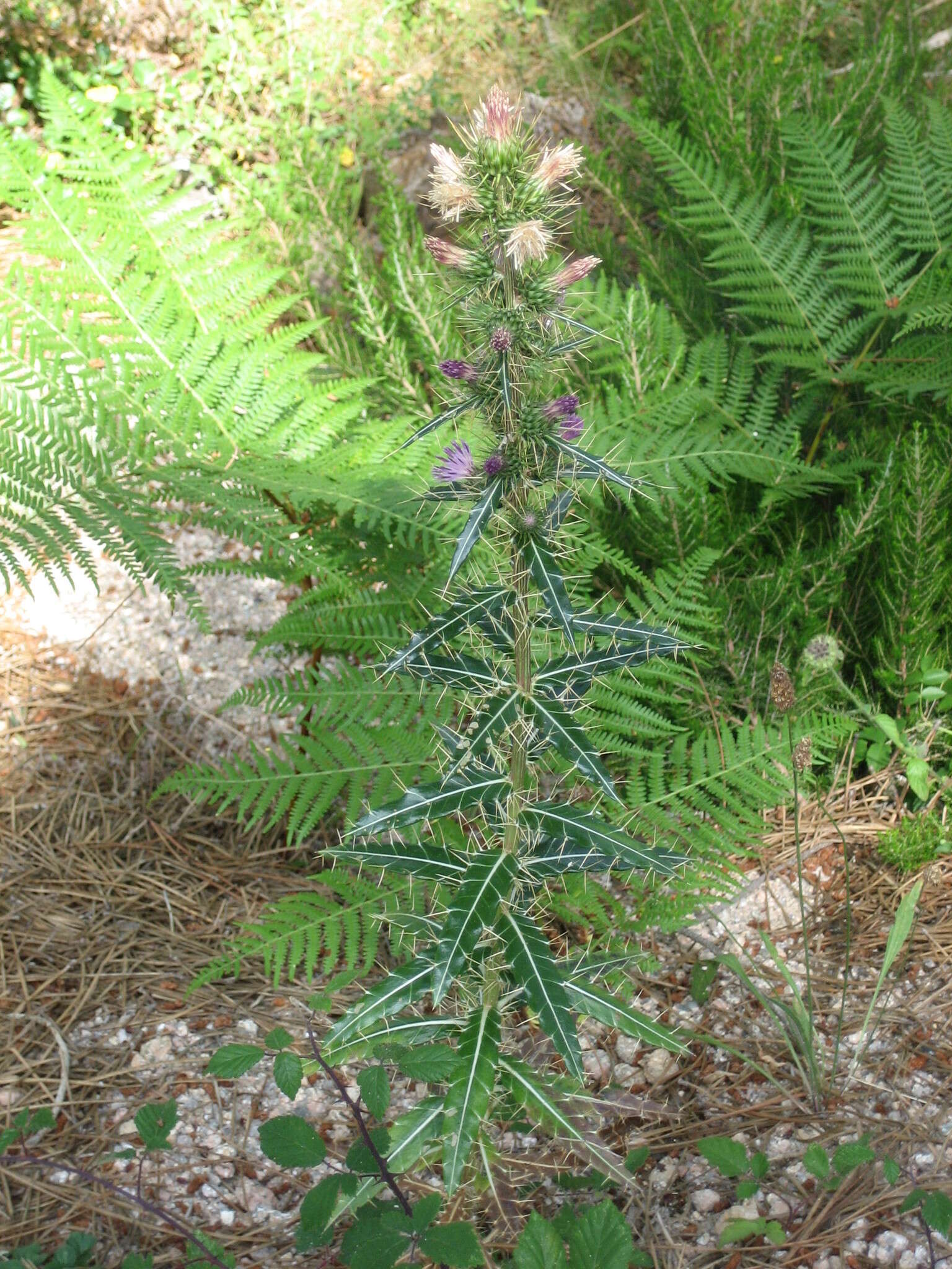 Image de Ptilostemon casabonae (L.) Greuter