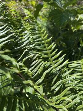 Imagem de Pteris terminalis Wall.