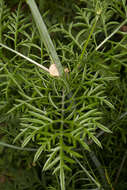 Image of Scabiosa triandra L.