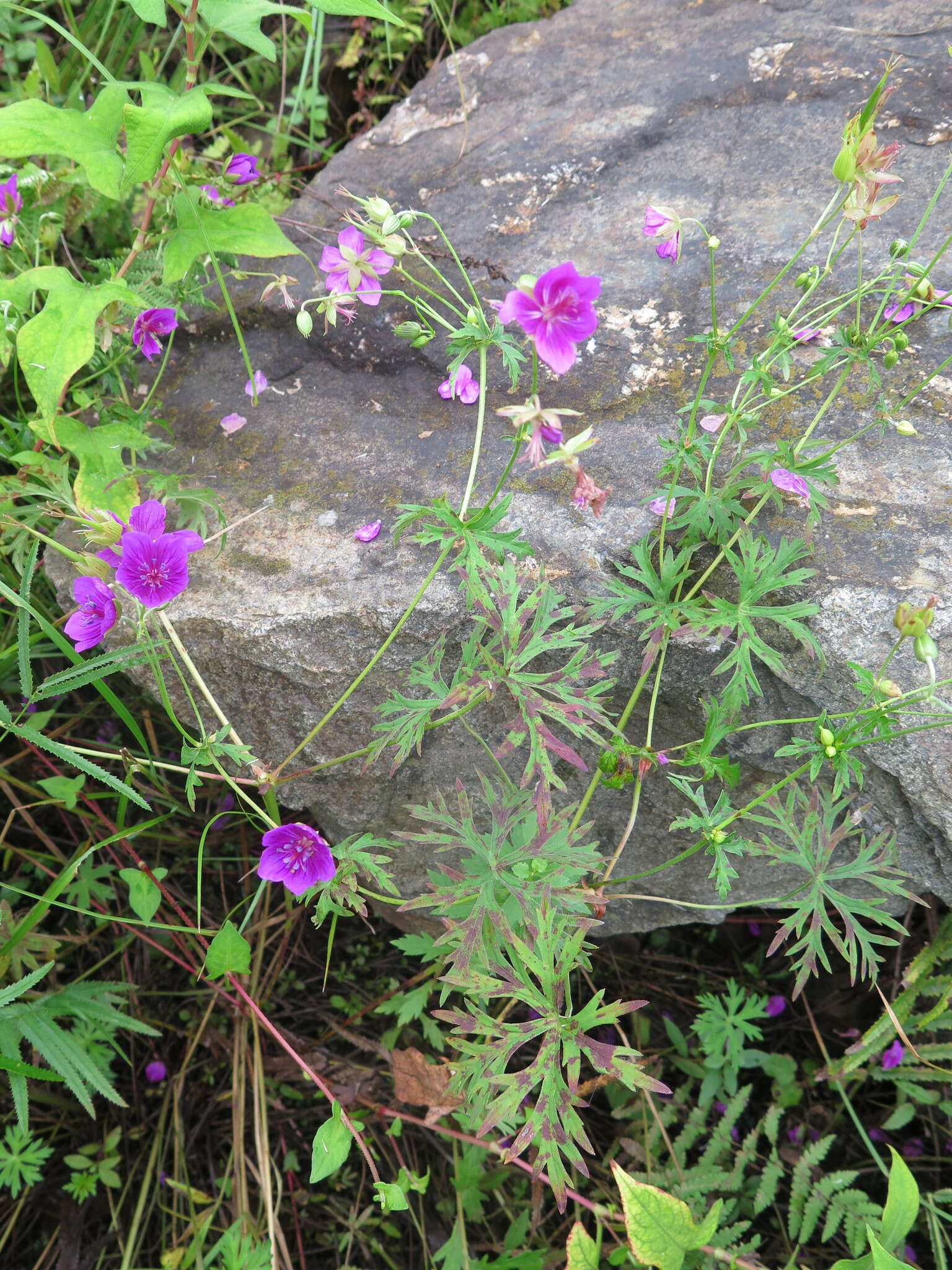 Sivun Geranium soboliferum Kom. kuva