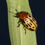 Image of Chrysomela (Macrolina) texana (Schaeffer 1920)