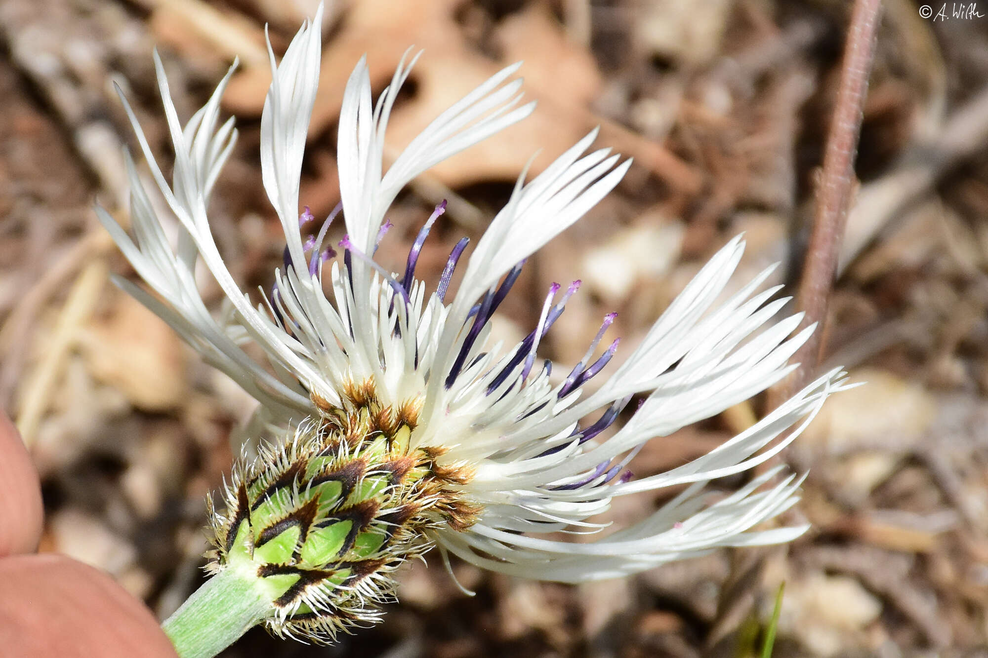 Image de Centaurea napulifera Rochel