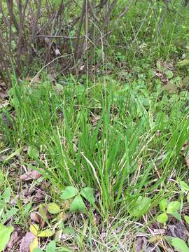 Image of roughleaf ricegrass