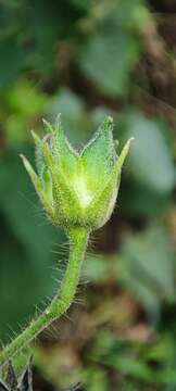 Imagem de Abutilon persicum (Burm. fil.) Merr.