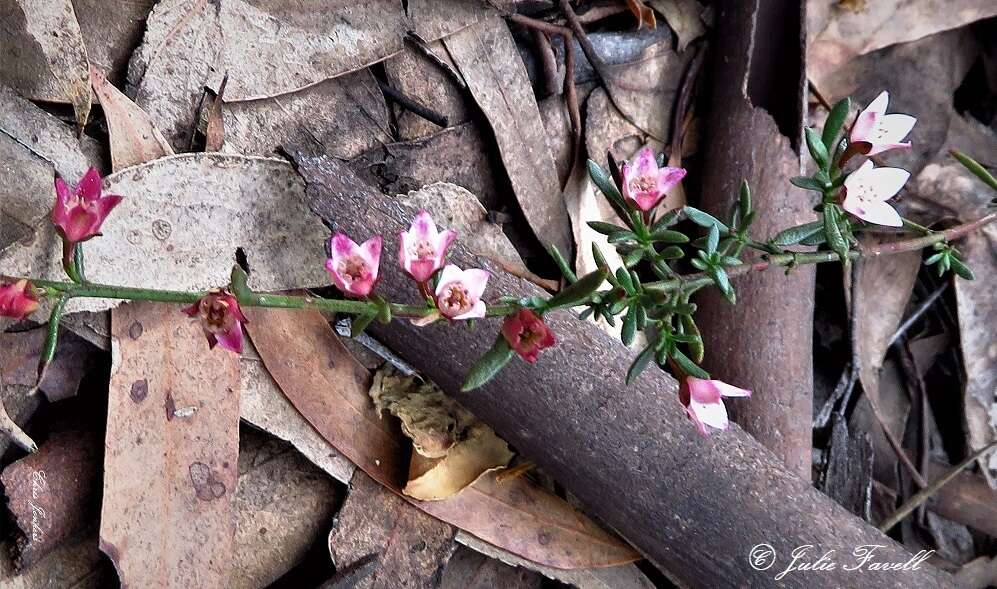 Image de Cyanothamnus nanus var. hyssopifolius