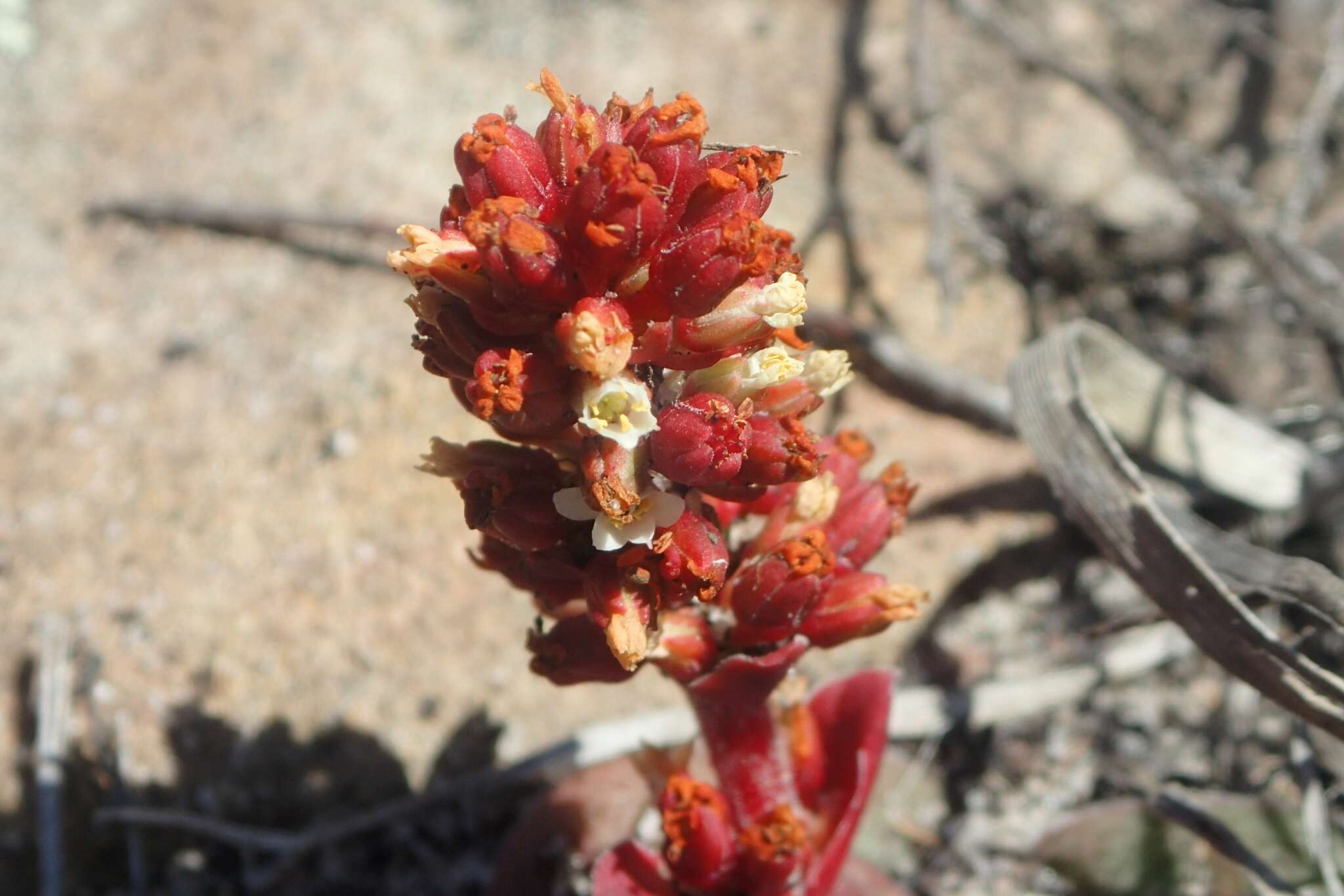 Crassula compacta Schönl. resmi