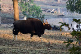 Image of Gaur