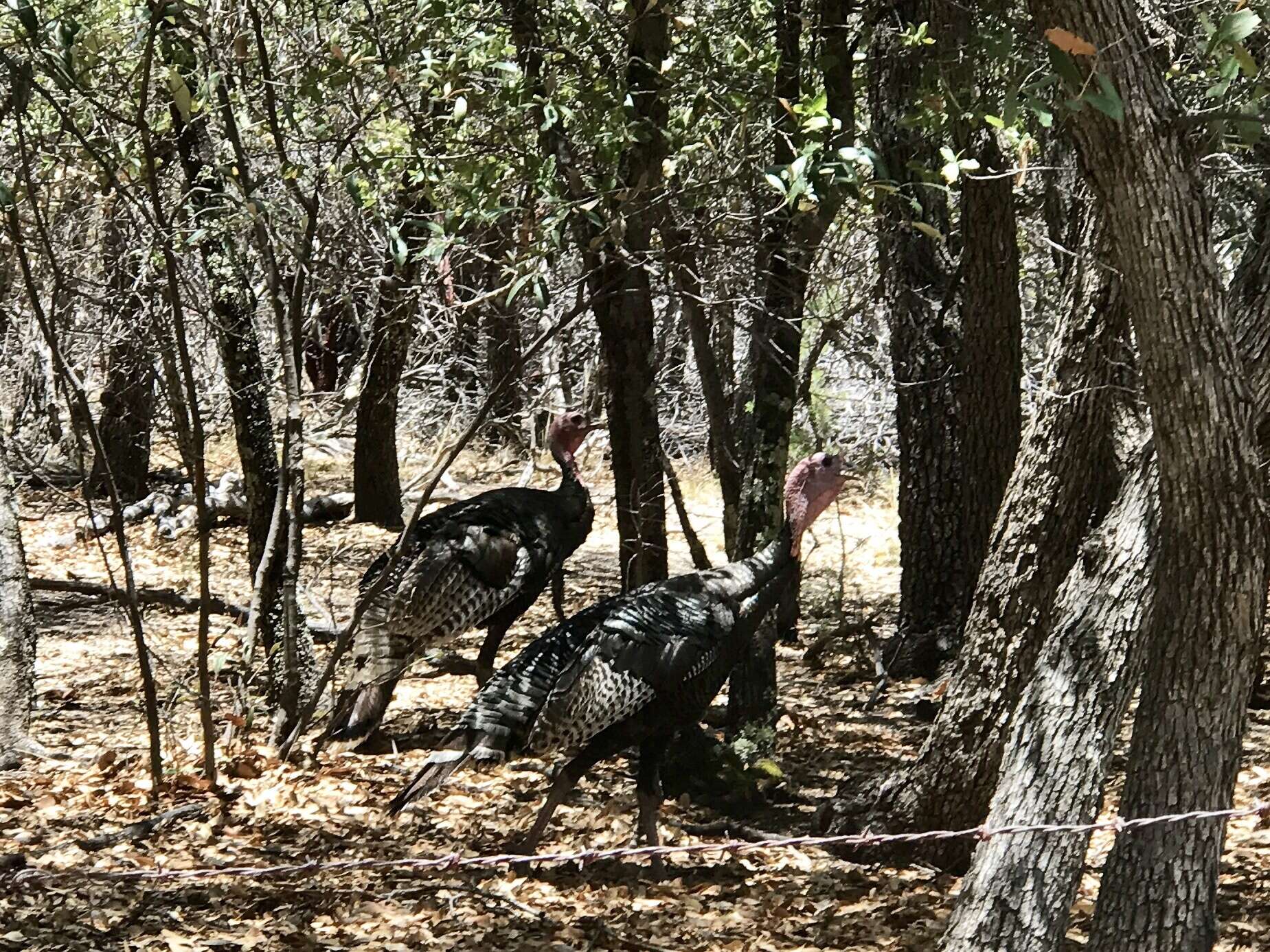 Imagem de Meleagris gallopavo mexicana Gould 1856