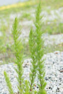 Eupatorium capillifolium (Lam.) Small的圖片