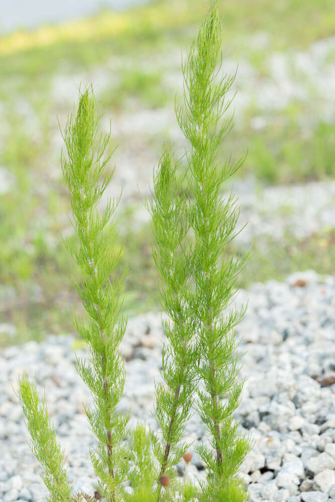 Eupatorium capillifolium (Lam.) Small的圖片