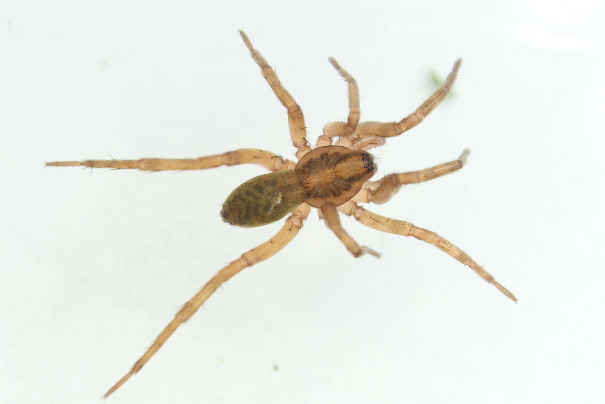 Image of Agroeca brunnea (Blackwall 1833)