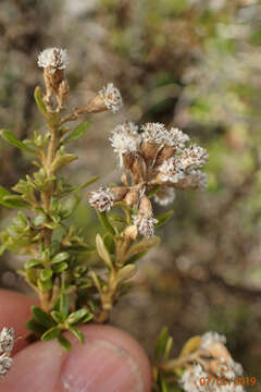 Plancia ëd Cassinia vauvilliersii Hook. fil.