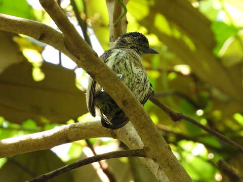 Image of Olivaceous Piculet