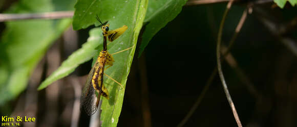 Image of Mantispa japonica McLachlan 1875