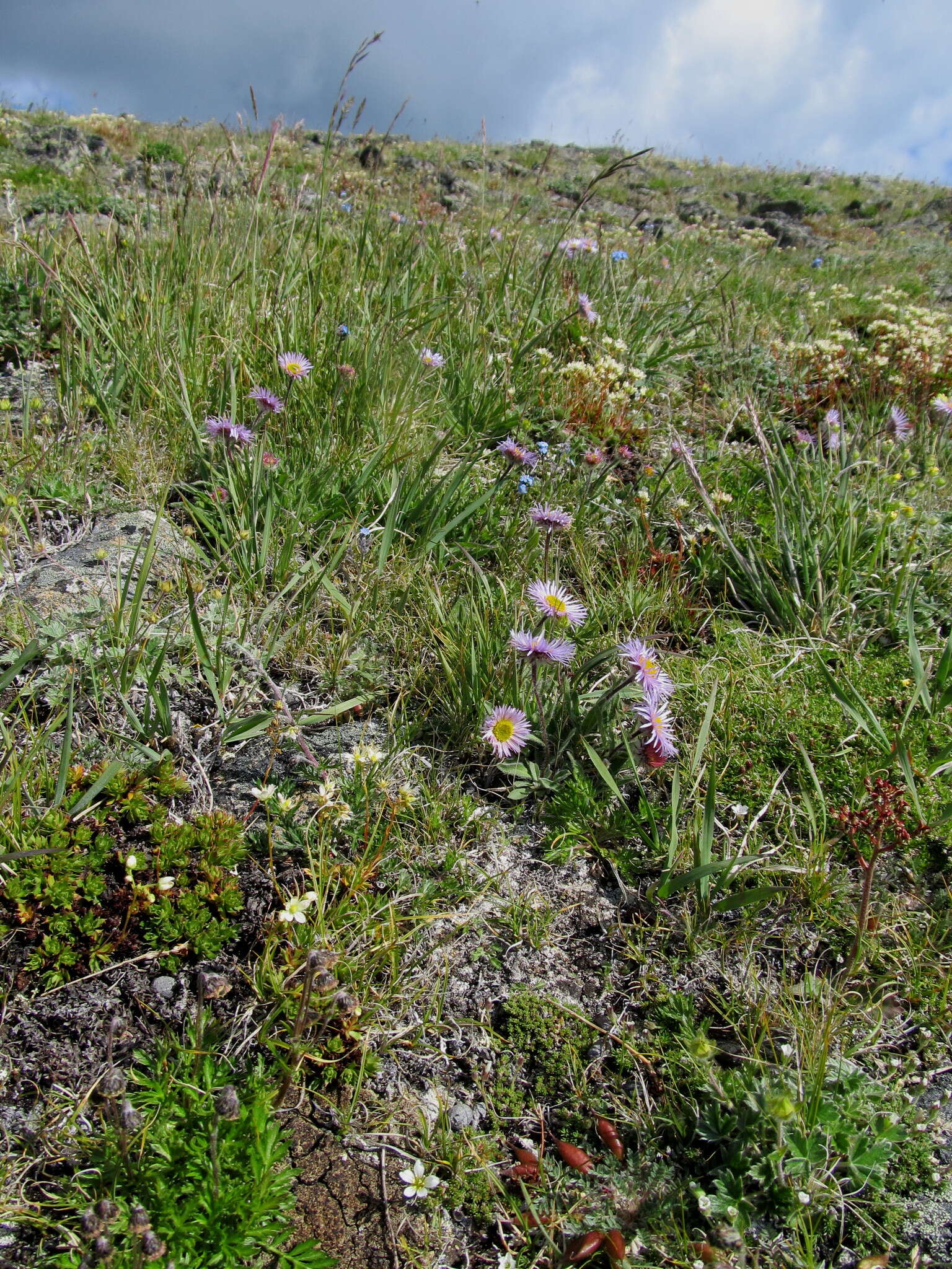 Image de Erigeron porsildii G. L. Nesom & D. F. Murray