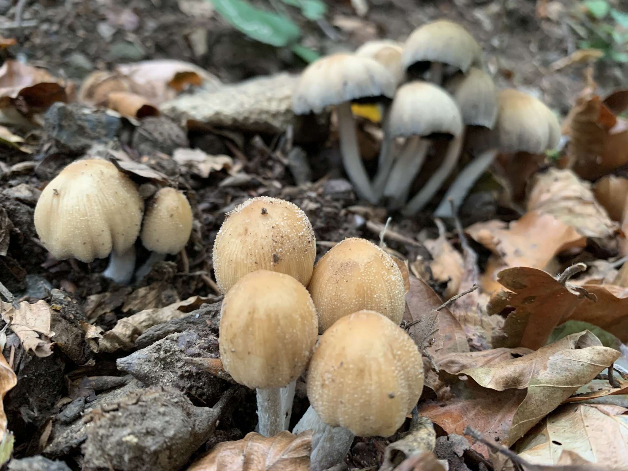 Coprinellus saccharinus (Romagn.) P. Roux, Guy García & Dumas 2006的圖片