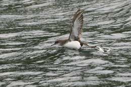 Image of Fluttering Shearwater