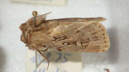 Image of Agrotis fatidica Hübner 1824