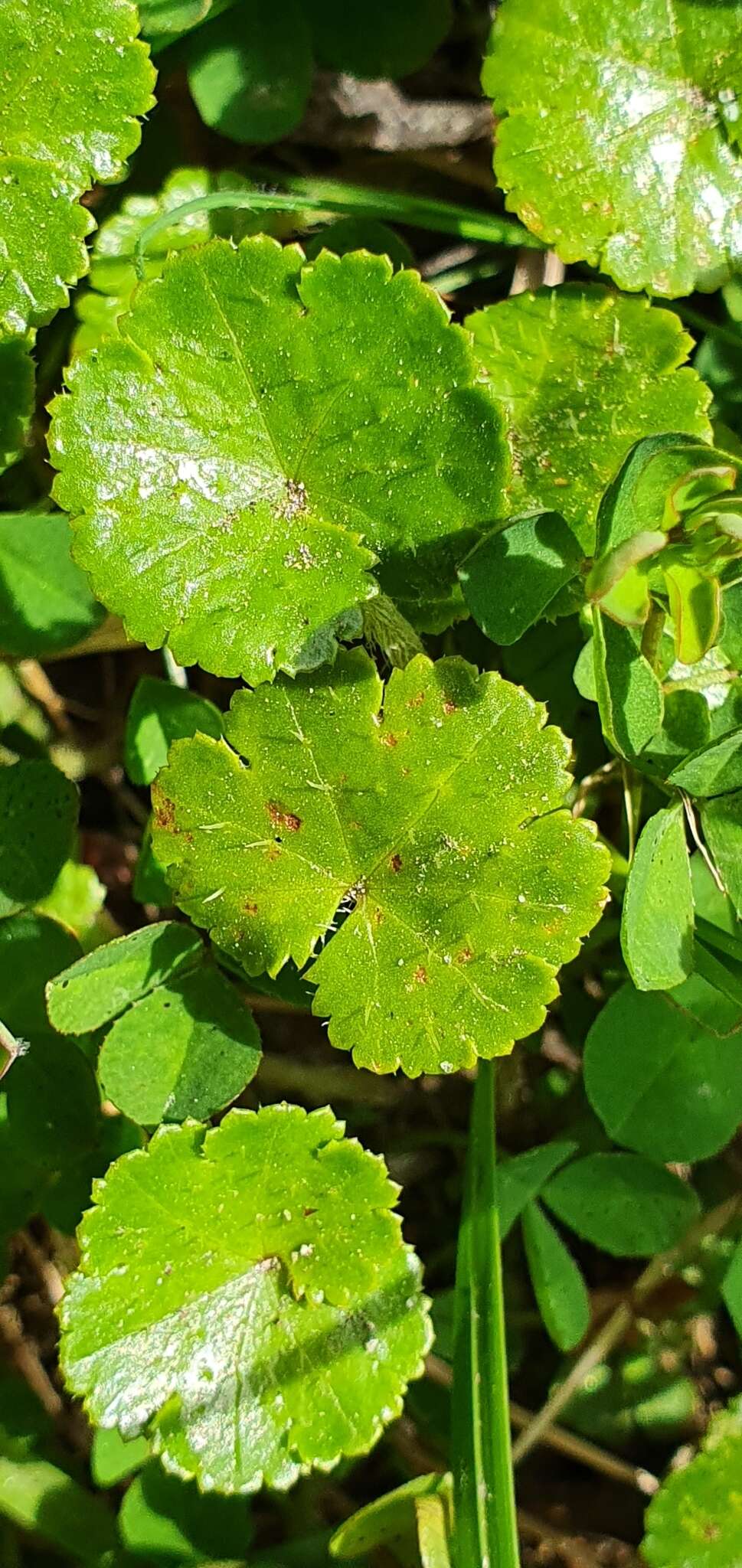 Imagem de Hydrocotyle novae-zealandiae var. robusta (Kirk) Cheesem.