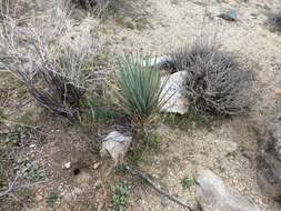 Слика од Yucca brevifolia var. brevifolia