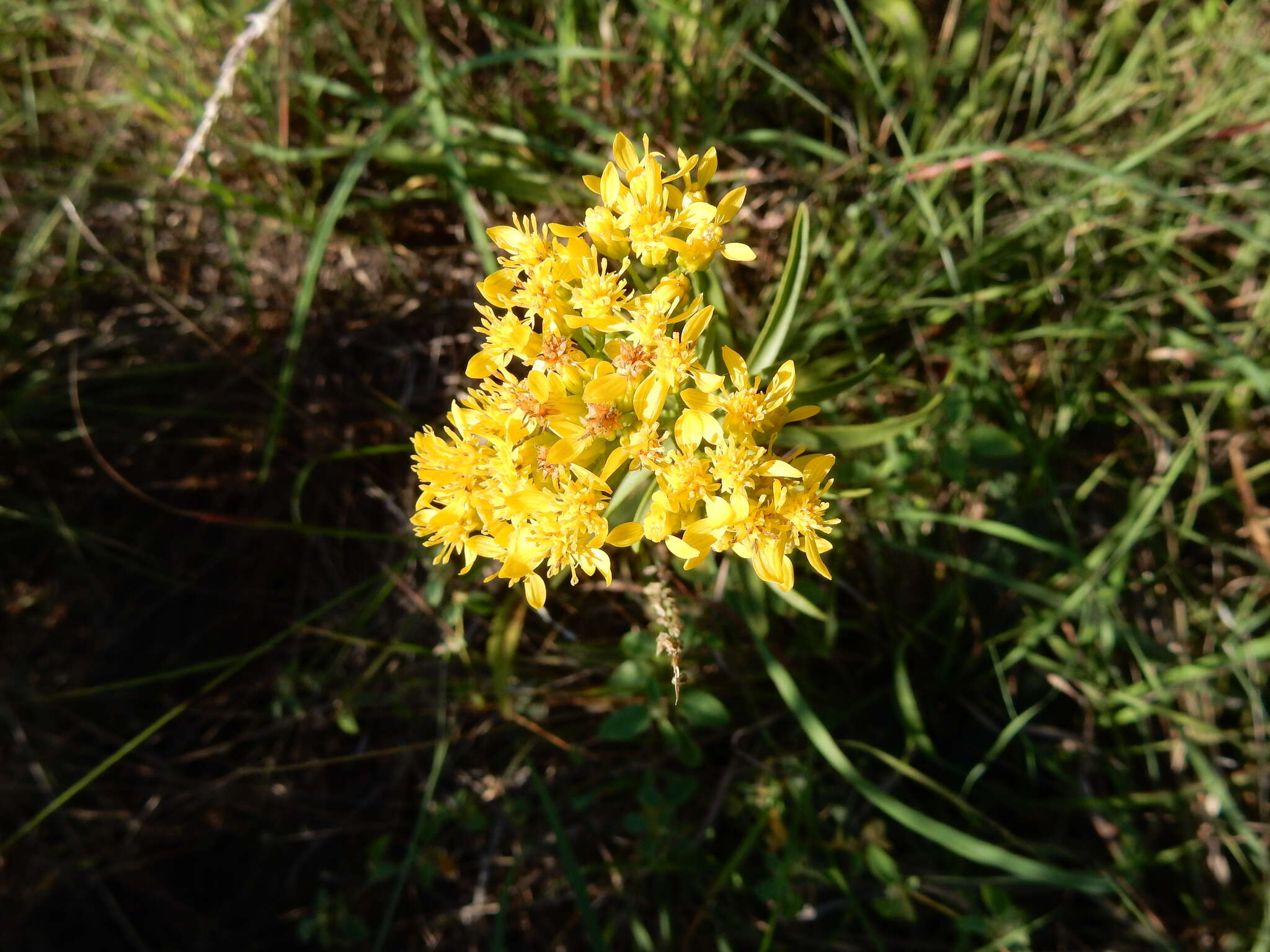 Image of Solidago nitida Torr. & A. Gray