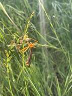 Image of Bittacus chlorostigma MacLachlan 1881