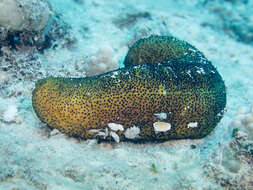 Image of Paradox Sea Cucumber