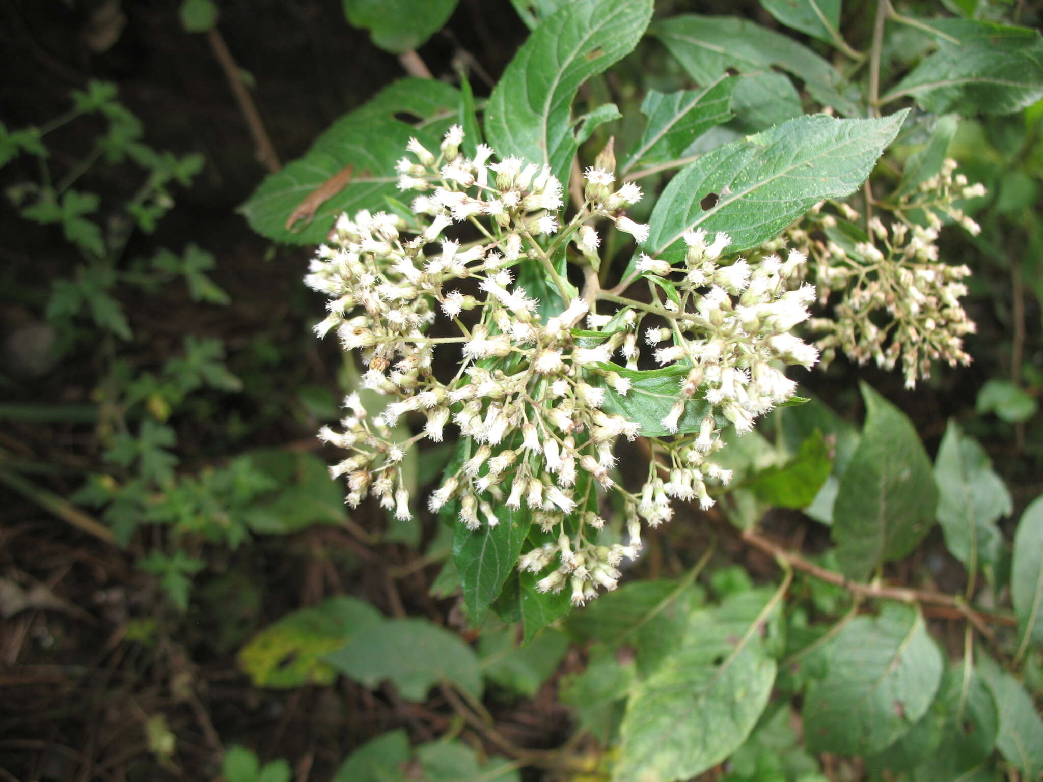 Image of Archibaccharis asperifolia (Benth.) Blake