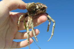 Image of doubtful spider crab